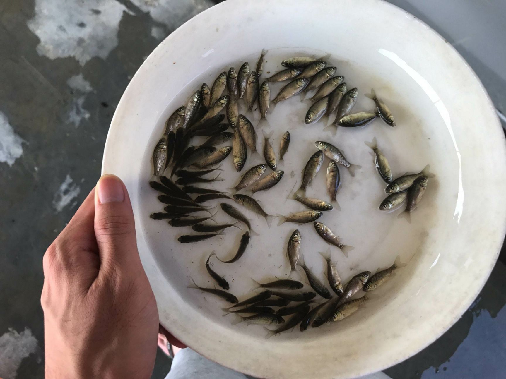 《鲤鱼苗》建鲤，无鳞鲤鱼苗建鲤，产地直销，提供技术指导，