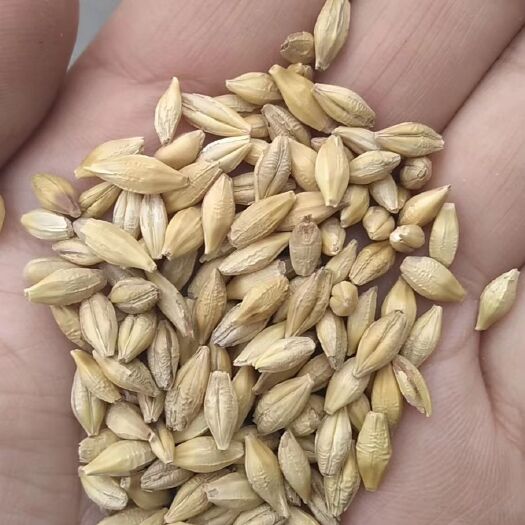 中牟县 大麦 优质白麦 澳洲大麦