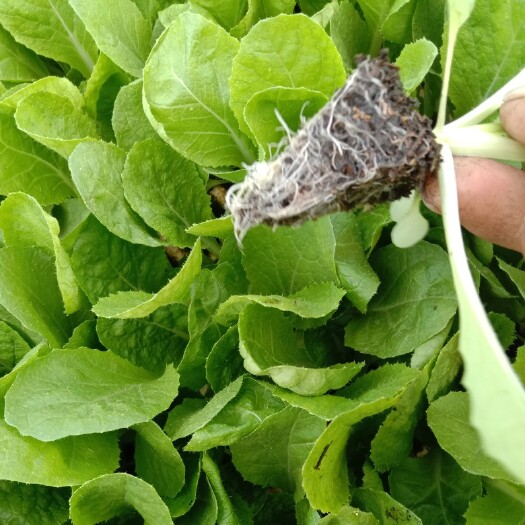 通海县 大白菜苗