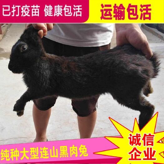 嘉祥县肉兔 常年出售优质种兔，包技术包回收签订回收合同包活到家