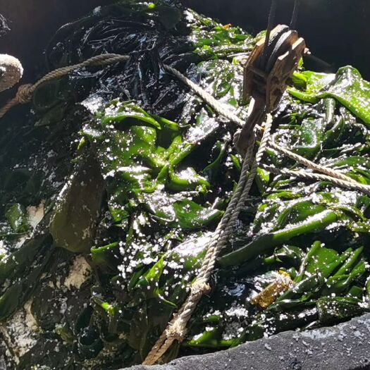 霞浦县 免洗海带丝