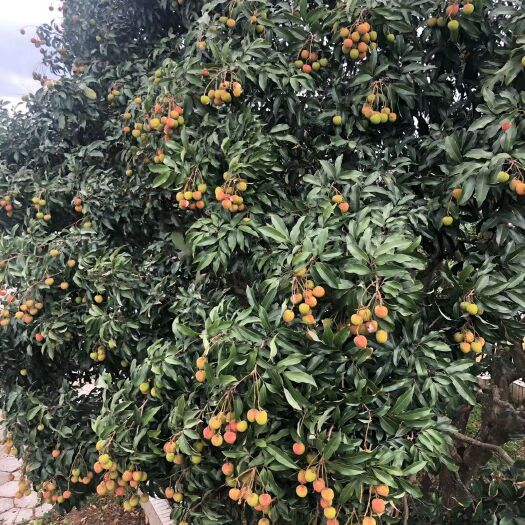 高州市苹果接穗 来咯喂，接受预约