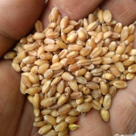 扶风县普通小麦 天然绿色食品