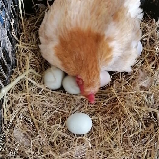 钟祥市草鸡蛋 欢迎各位老板光临鸡场