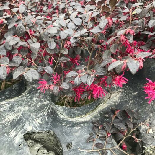 成都大叶红 郫都区名川园艺场长期供应红继木笼子杯苗和地苗 红继木笼子批发