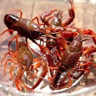 武汉 龙虾
