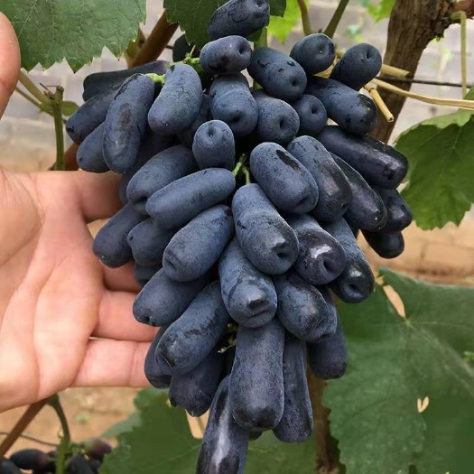 宁陵县蓝宝石葡萄苗  大量供应营养钵葡萄苗