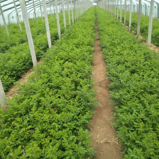 莱西市 大马士革玫瑰花苗，大量批发