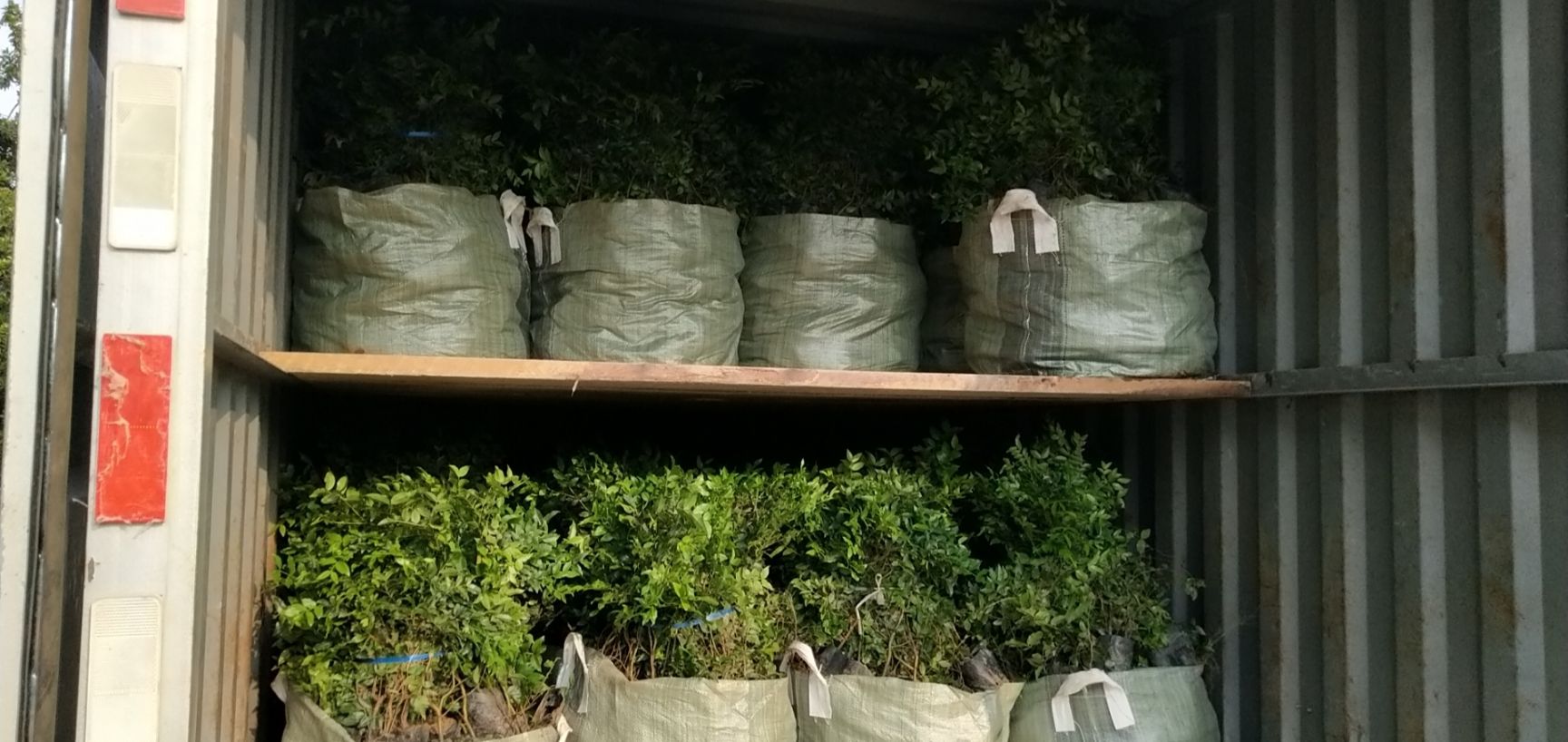 嘉宝果苗  嘉宝果树苗30－40cm高