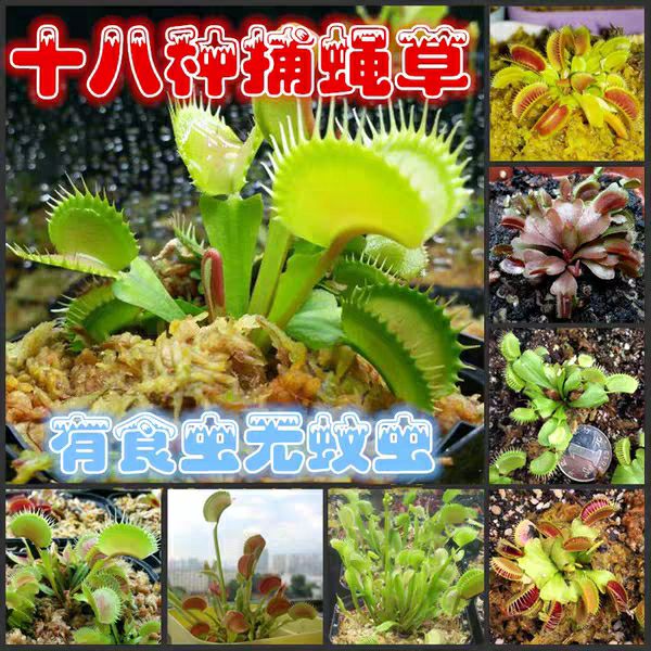  捕蝇草盆栽 食人花猪笼草捕虫草扑蝇草室内吃人花超大食虫植物