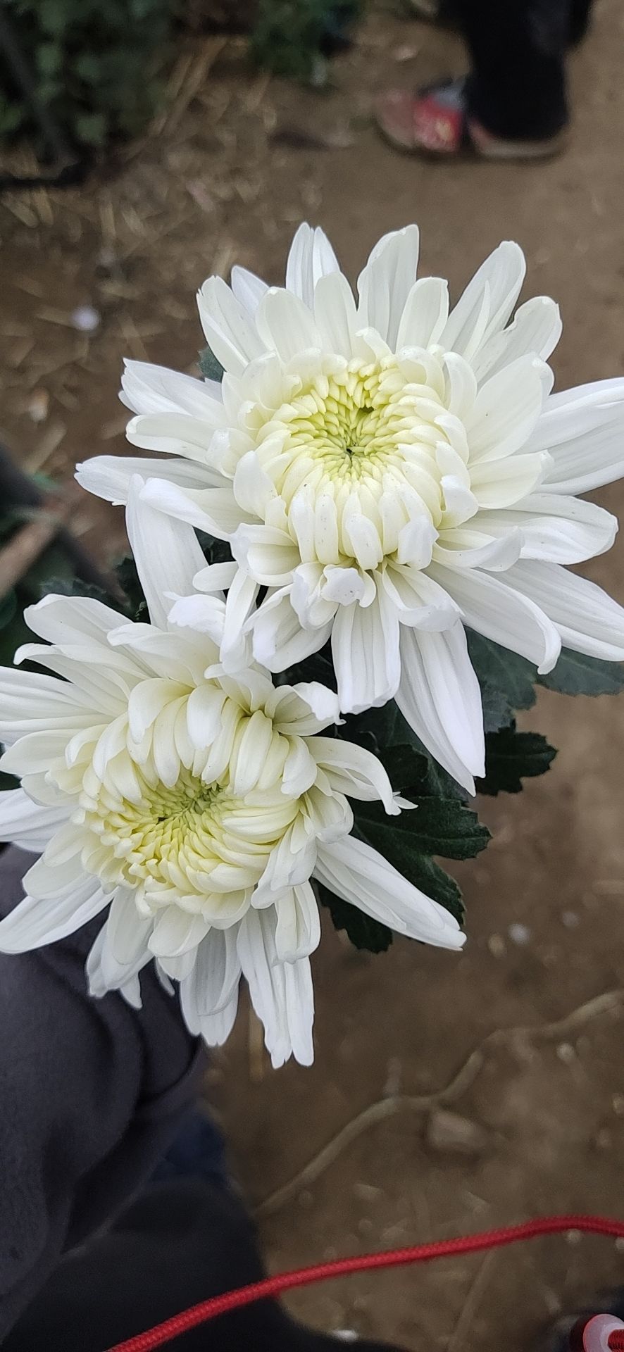 黄白菊  优质白菊供应