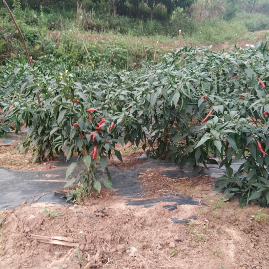 龙州县 朝天辣椒