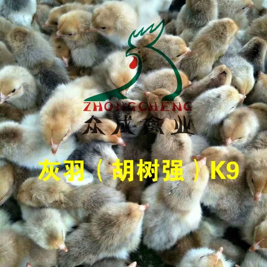 广州K9鸡苗 K9麻黄