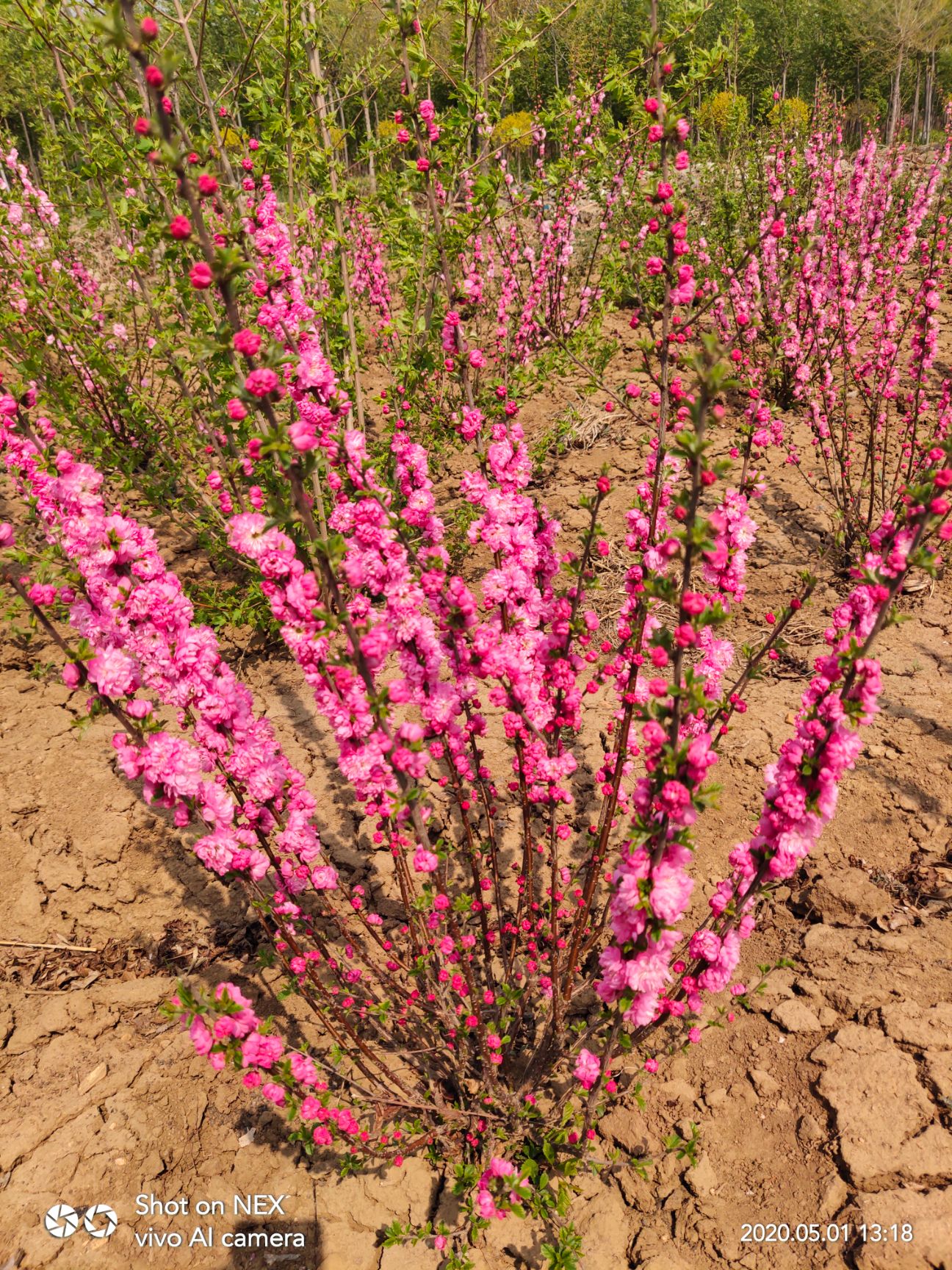 出售绿叶重瓣榆叶梅 粉红花 多条工程苗全国发货