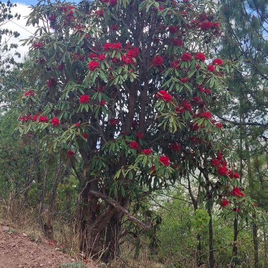 云龙县马缨杜鹃 马缨花