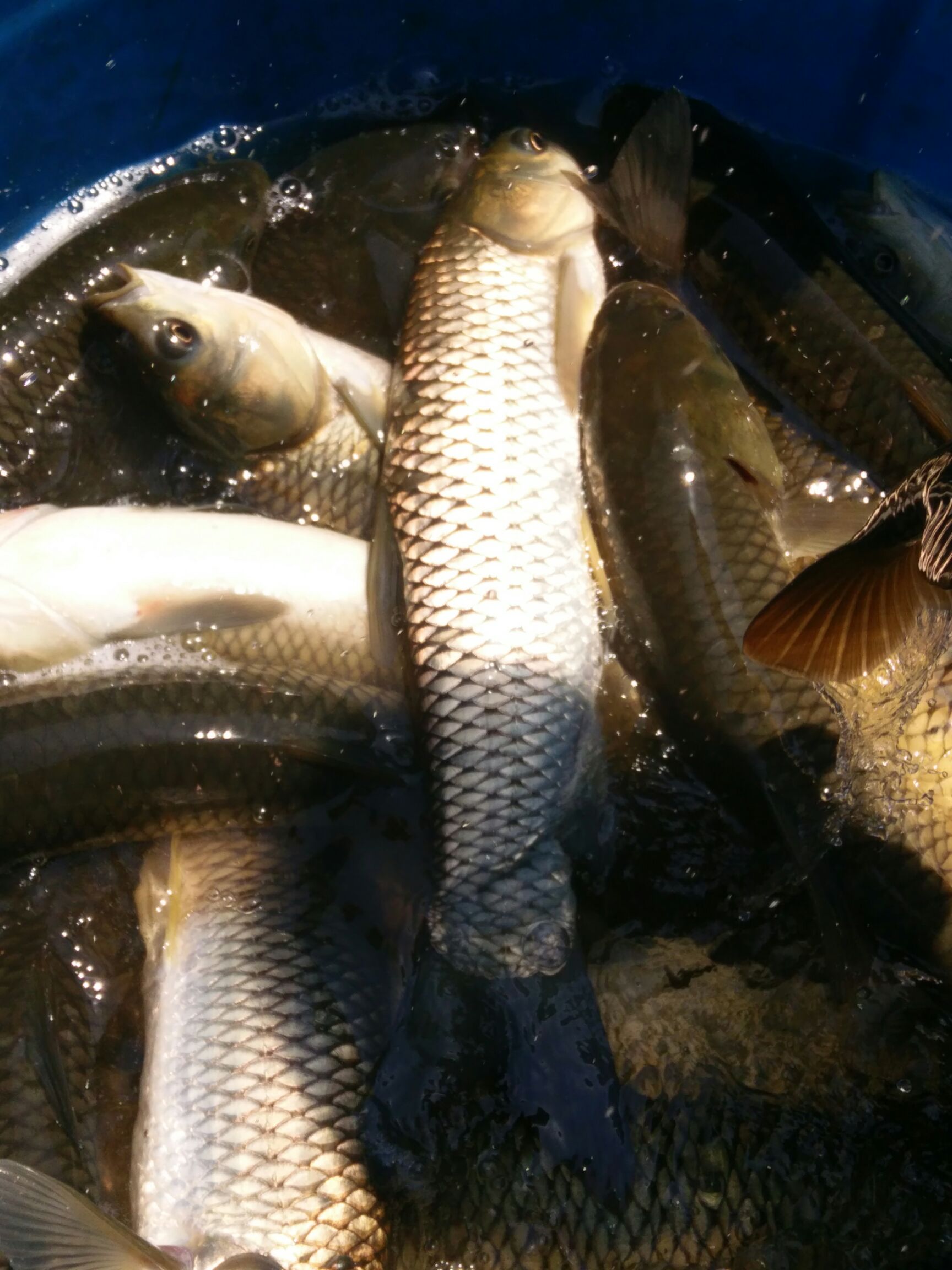 雄鱼 花鲢  大头鱼苗，及各种淡水鱼苗