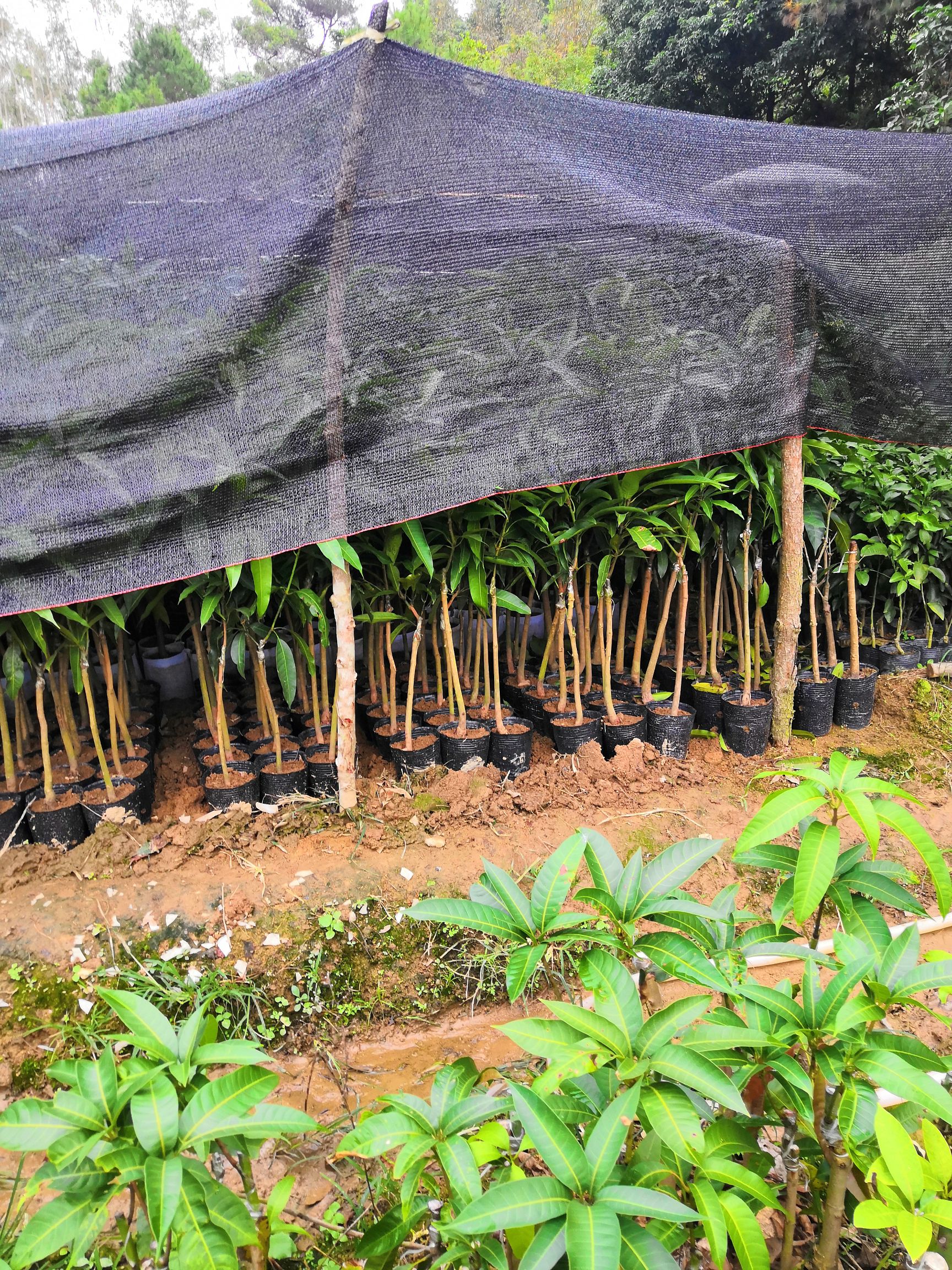 桂七芒果苗 桂七芒果嫁接苗