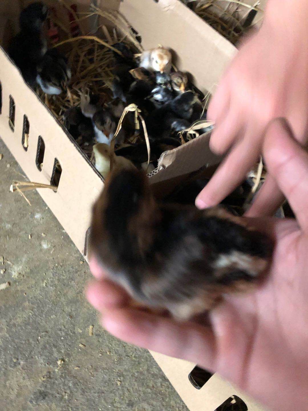 斗鸡苗 孵化场基地直供