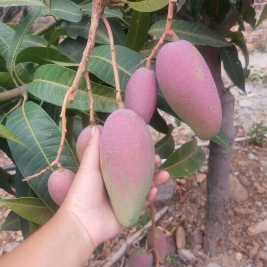 攀枝花正宗攀枝花小贵妃芒！甜蜜好吃