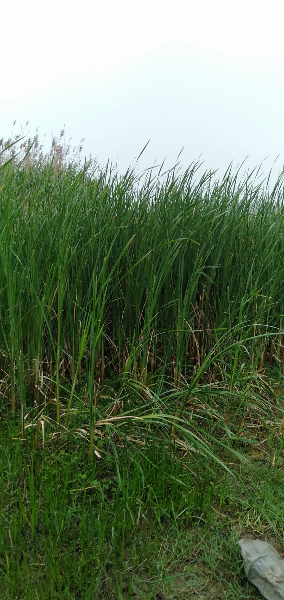 天然蒲菜，无公害，