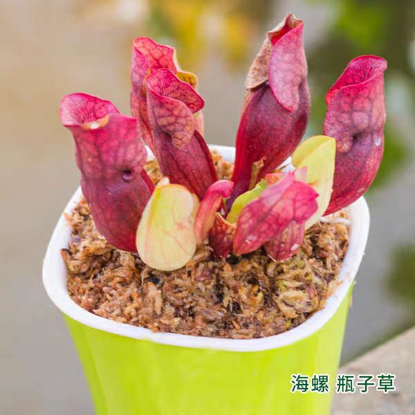  捕蝇草盆栽 食人花猪笼草捕虫草扑蝇草室内吃人花超大食虫植物