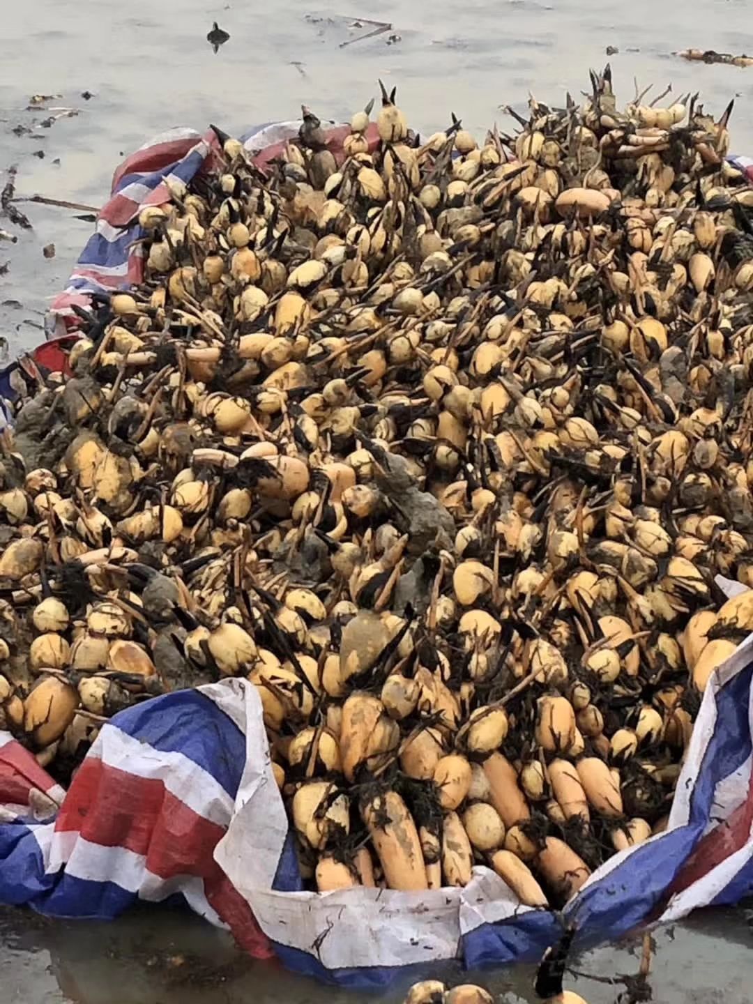 粉藕  藕带苗武植2  鄂莲6  3537常年供应感谢支持