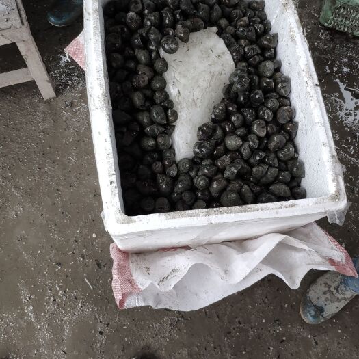 仙桃市各种规格田螺石螺均有出售，详情请咨询
