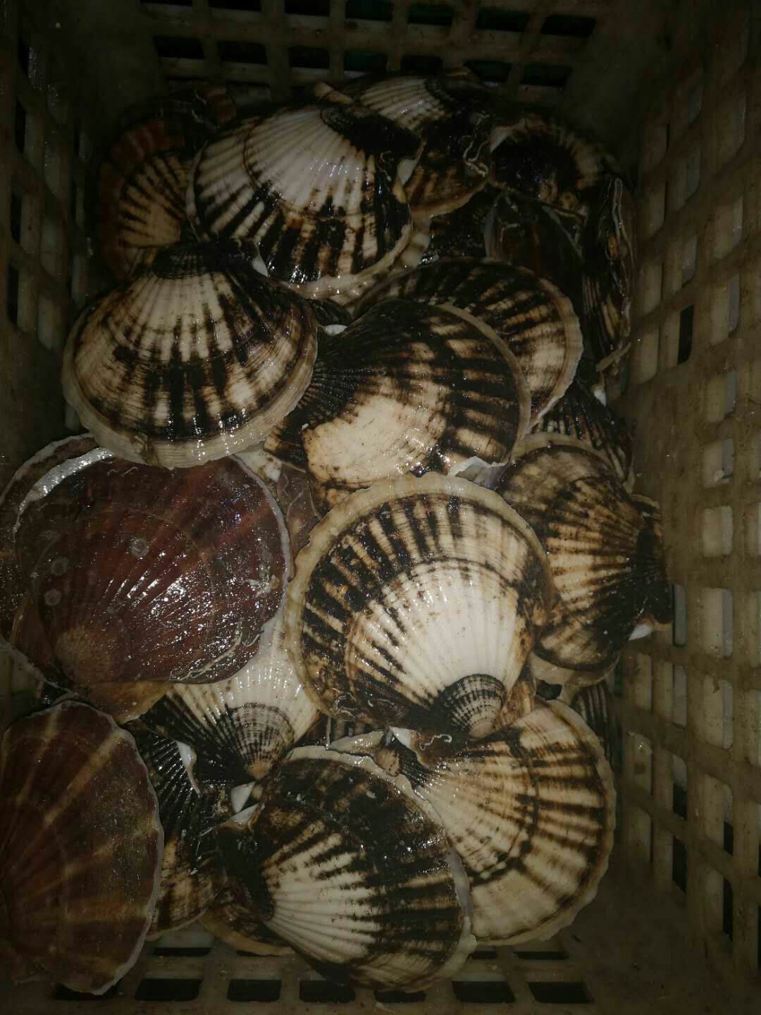 虾夷扇贝 大连长海夏邑贝 底播贝大规格 50斤一箱  规格全