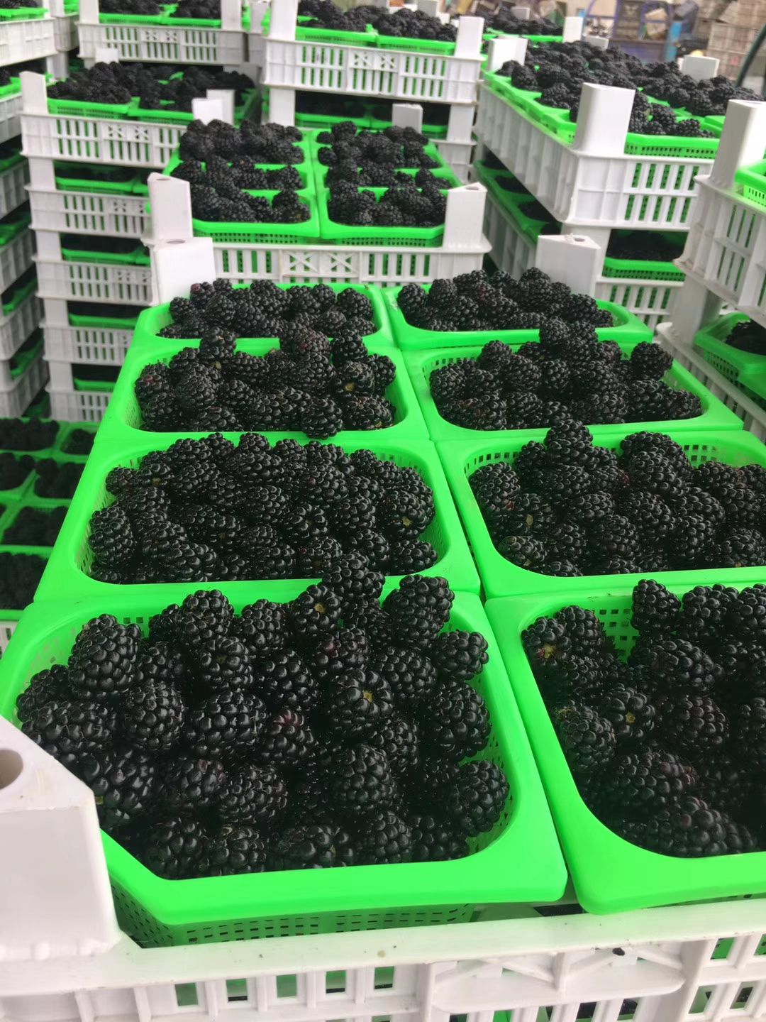 连云港水果界的黑马--精品黑莓，，抗疲劳……