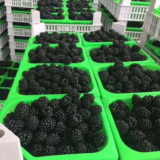 水果界的黑马--精品黑莓，，抗疲劳……