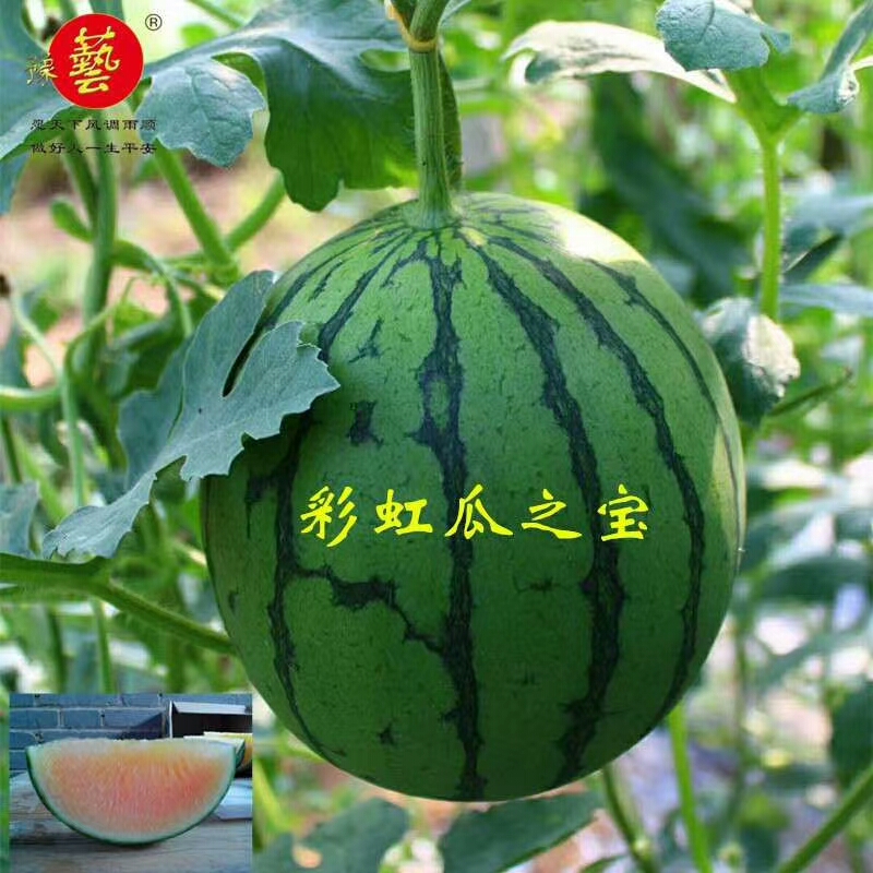 彩虹西瓜 2斤打底 9成熟 1茬