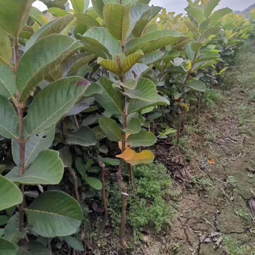 灵山县红心芭乐番石榴苗 红心番石榴