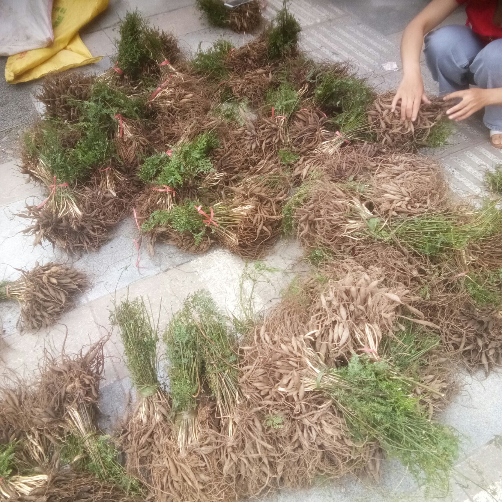  天门冬苗，大冬苗，天冬苗