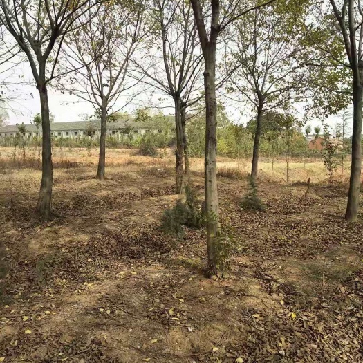 南京大叶朴  朴树价格，朴树基地