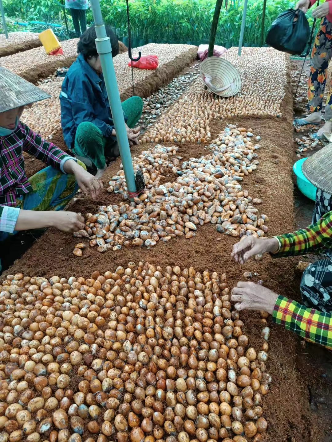  榴莲种子