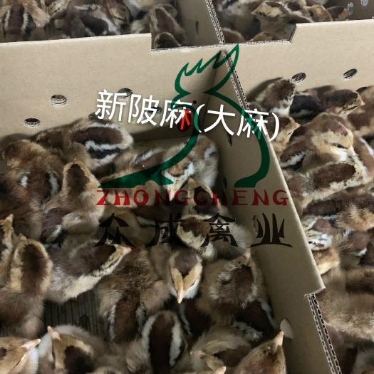 广州 新陂麻鸡苗