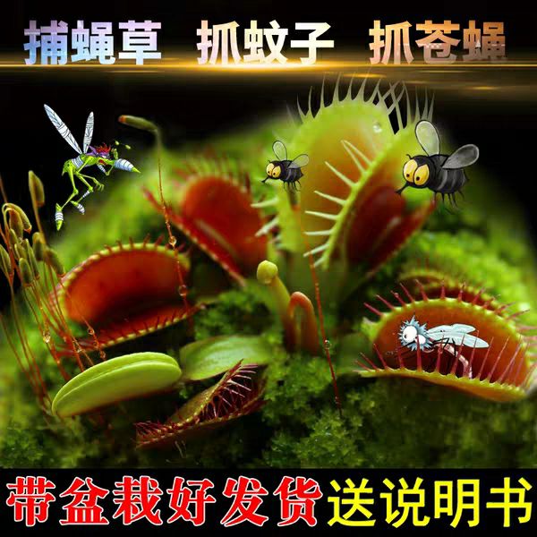  捕蝇草盆栽 食人花猪笼草捕虫草扑蝇草室内吃人花超大食虫植物