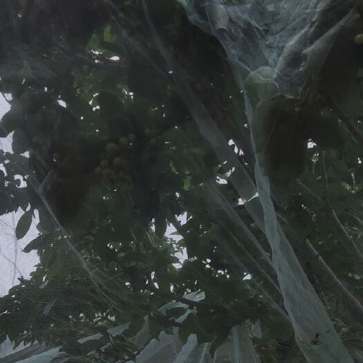 费县大樱桃 产地直销，没有差价，存绿色，一次合作，终身朋友。大山里的农家