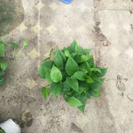 广州 绿萝