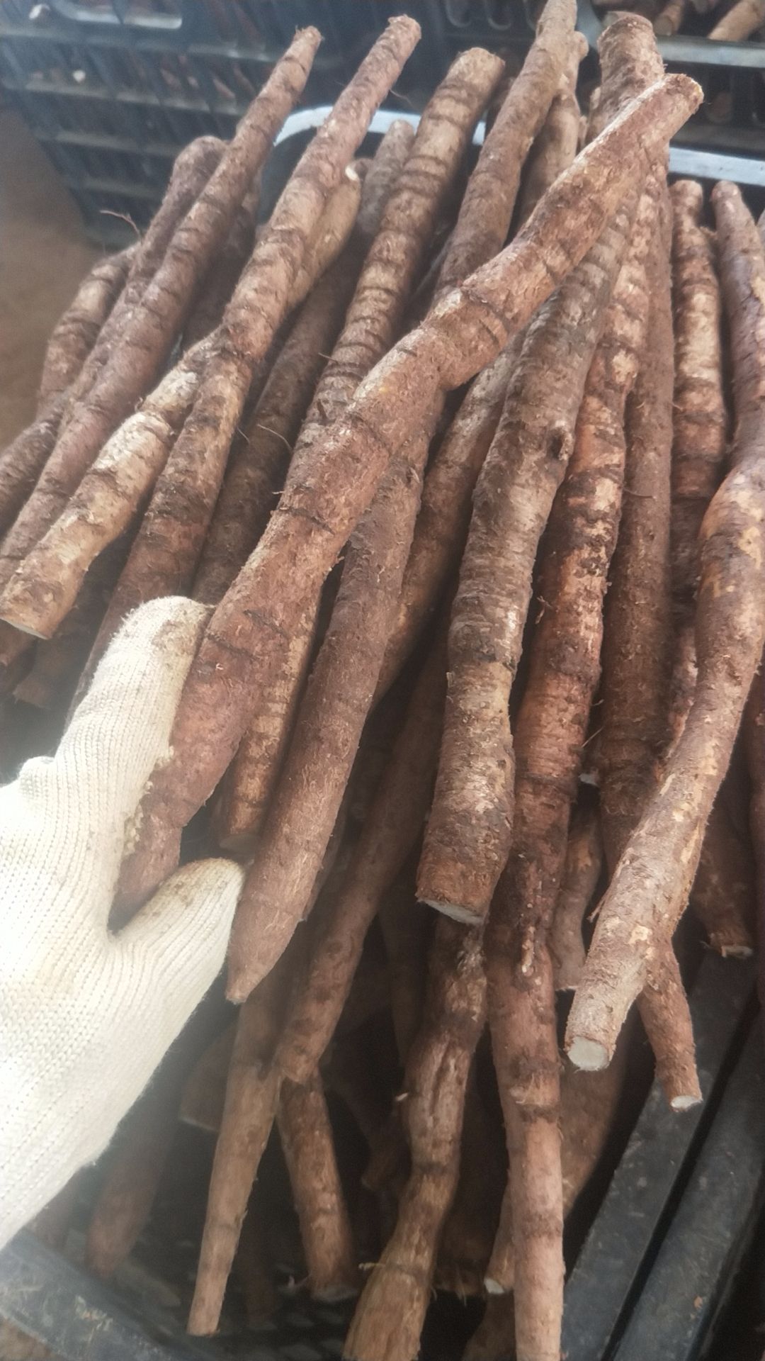 牛大力薯鲜货中小牛 种植新鲜粉质小牛薯 大叶品种 长期批发