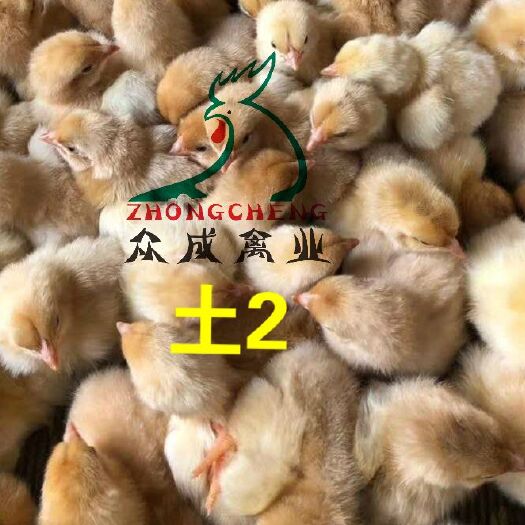 广州 三黄土鸡苗/土1.5/土2/土3