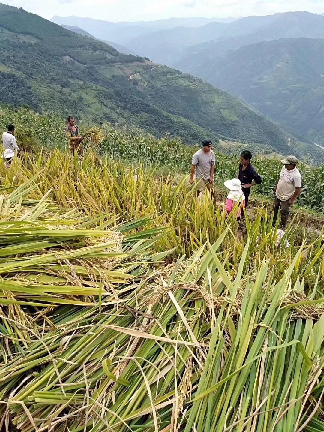 云南软米 麻线米是云南省普洱市江城县的特产，属于江城香软米中的一种。