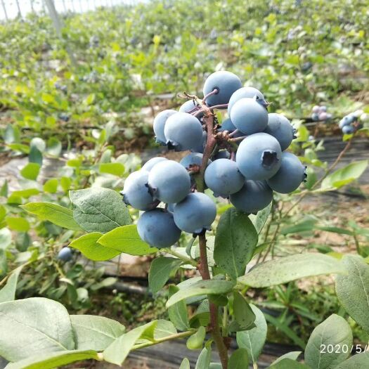 丹东 头茬绿宝石蓝莓