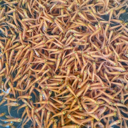 杭州金草鱼苗 金丝鲩鱼苗批发