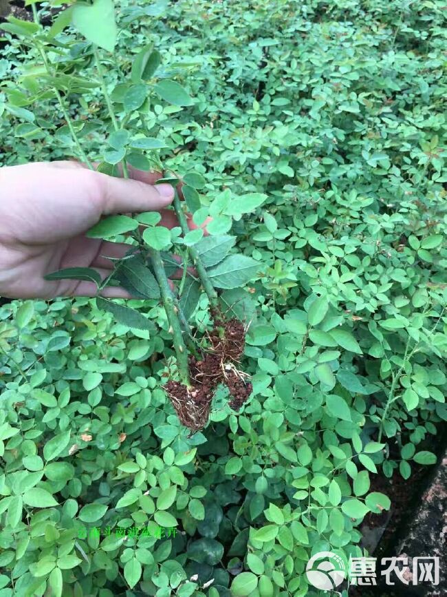  食用玫瑰小苗，滇红，墨红，大马士革基地直销，包对版