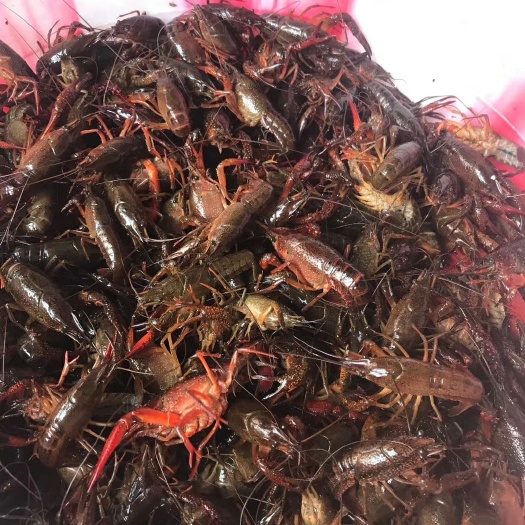 三台县中国龙虾 底板干净，规格硬的小青