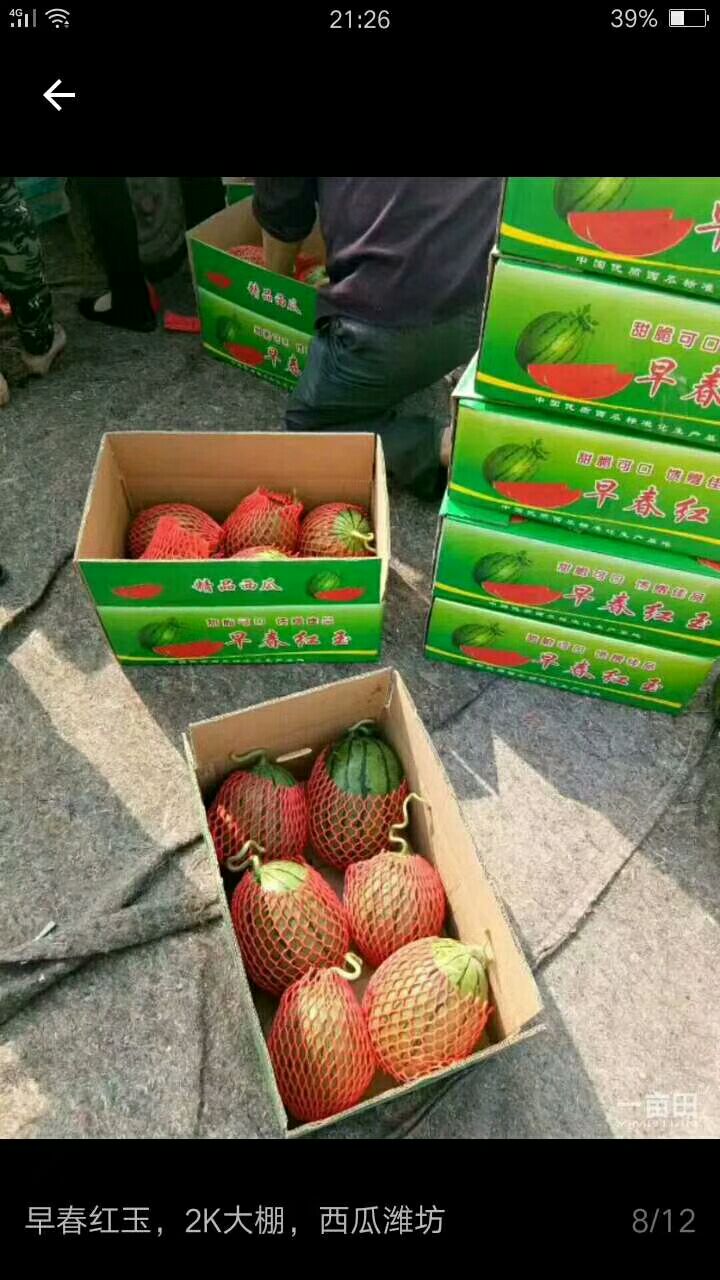 早春红玉西瓜  山东精  优 质西瓜甜瓜大量供应。