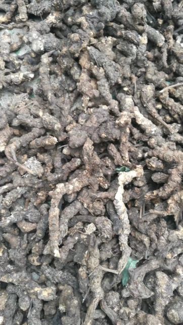 北苍术   经销苍术