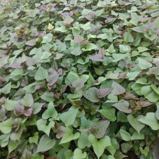 永城市龙薯9号红薯苗 你来种我来销