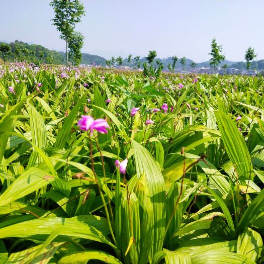 安化县紫花白芨苗 白芨驯化苗大量上市中…基地直发